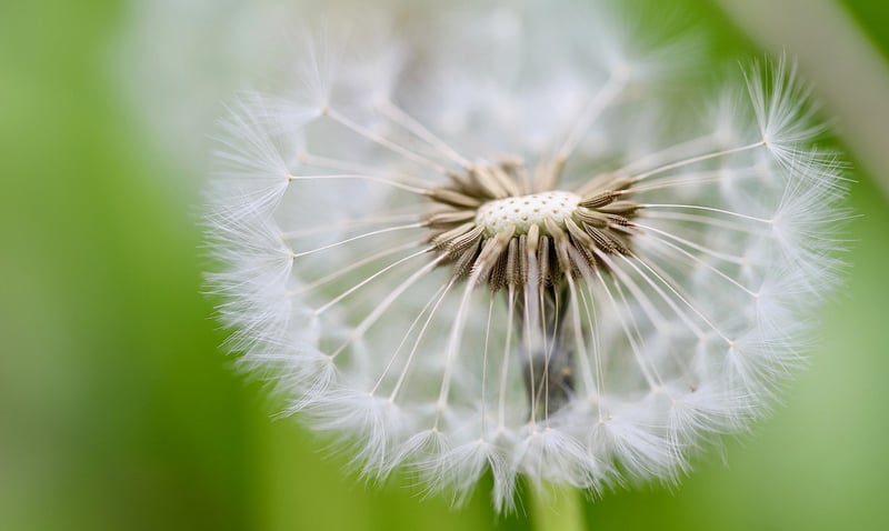 Seed Swap Meets